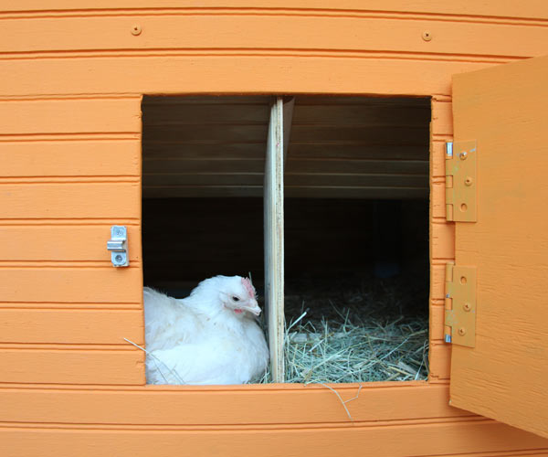  Hardware | 10 Ways to Build a Better Chicken Coop | This Old House