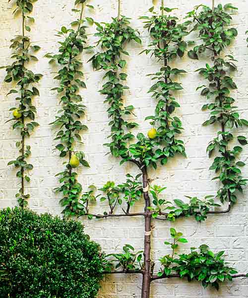Plant Pattern Play Grow Espaliered Trees for a Slim Fit This Old House