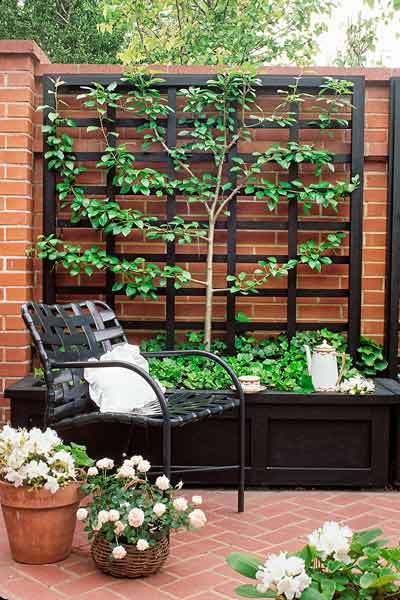 Choosing The Espalier Setup | Grow Espaliered Trees for a Slim Fit