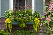 window box with flowers and plants