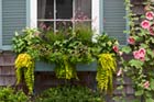window box with flowers and plants