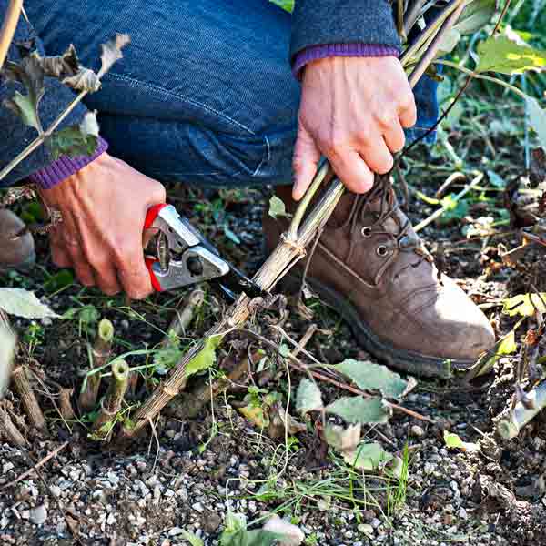 how to dig up and overwinter dahlias step 1 dahlias how to dig up and overwinter dahlias step 1 dahlias