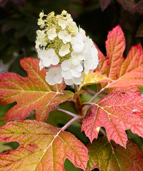 Pick Your Plant Oakleaf Hydrangea All About Hydrangeas This Old House