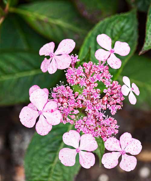 Pick Your Plant Mountain Hydrangea All About Hydrangeas This Old House