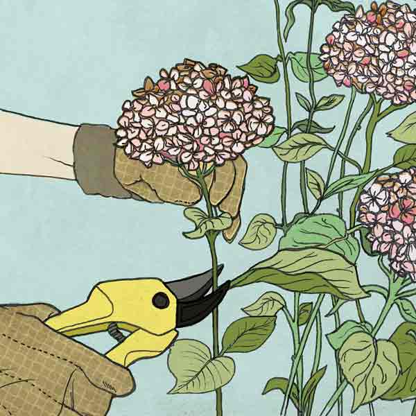 Don't Prune Off The Buds Old Wood Bloomers All About Hydrangeas