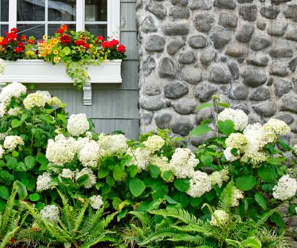 Companion Plantings  All About Hydrangeas  This Old House