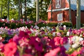 rows and rows of colorful flowers planted in front of a barn-shaped nursery