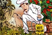 drawing of person dressed as a chef in a garden spraying plants from a spray bottle labeled white vinegar