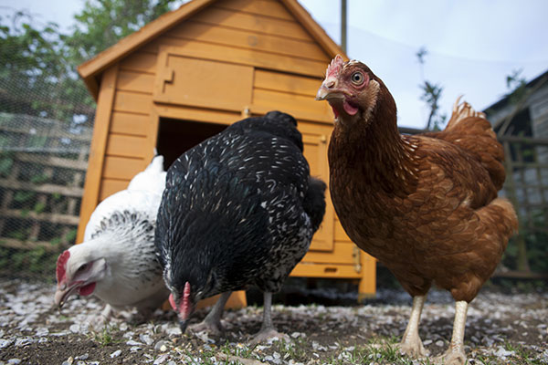 Chicken Coop Must-Haves for a Healthy, Happy Roost
