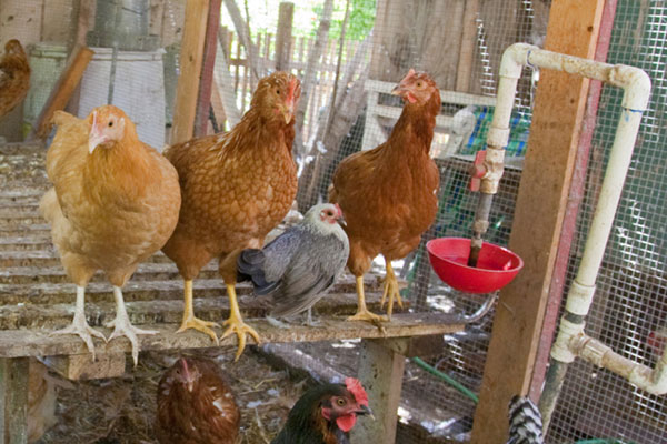 Waterers | Chicken Coop Must-Haves for a Healthy, Happy Roost | This ...