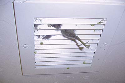 home inspection photo of dead animal in vent