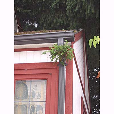 home inspection photo of sword fern growing in downspout