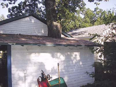 home inspection photo of tree growing through roof