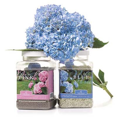 hydrangea seeds that ensure either pink or blue colors
