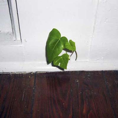Vine growing inside the house