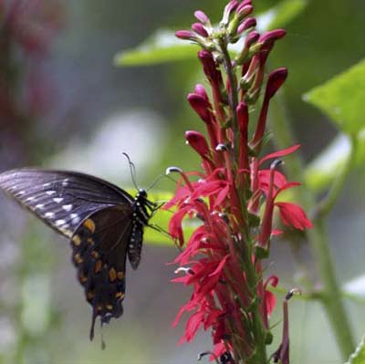 Cardinal flower: vertical-growing flame-red blossoms