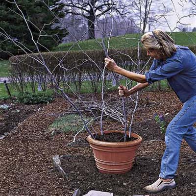 gardener inserts four tall branches into pot filled with rich potting soil