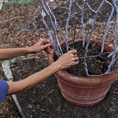 gardener inserts smaller branches in between the 4 taller branches
