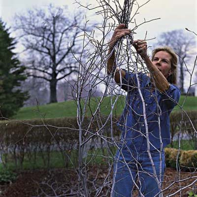gardener ties branches of trellis together at the top
