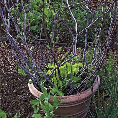 lettuce is planted in the center of the pot and then filled with sweet pea vines