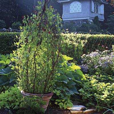 finished trellis in a pot filled with sweet pea vines