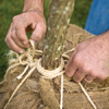 Man's hands tying twine around tree