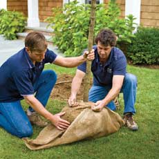 Men wraping burlap sack around tree