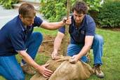 Men wraping burlap sack around tree