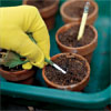 gloved hand placing the dipped-end of the cutting into a small potting pot