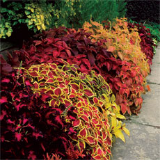 easy to propagate variegated coleus outdoors