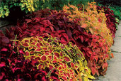 easy to propagate variegated coleus outdoors
