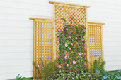 How to Build a Trellis