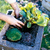 start planting