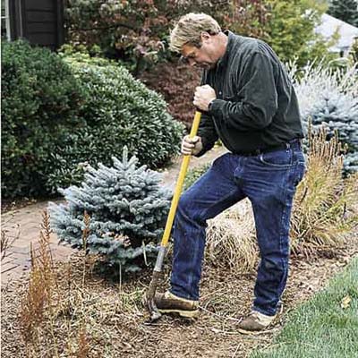 Loosen the clump divide daylilies