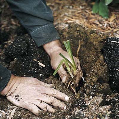 Replant the divided clump divide daylilies