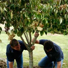 landscapers secure the newly planted tree in its hole