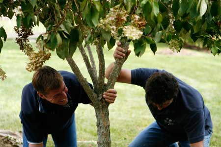 landscapers secure the newly planted tree in its hole