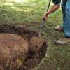 man fills the hole around a newly planted tree with backfill from the hole