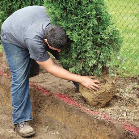 Man rolling a tree into a trench