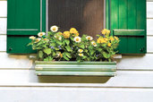 vintage window box with planted flowers