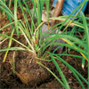 spade digging up a perennial root ball to divide it