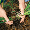 hands gently separating the stems of a perennial to divide it