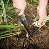 hands using a soil knife to cut between the stems of a perennial to divide it