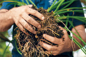 hands holding the root ball of a daylily ready to divide
