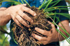 hands holding the root ball of a daylily ready to divide