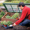 placing plants inside the cold frame