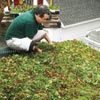 fitting the last of the planted trays in place at the edge of the roof