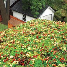 a green roof covered with succulents