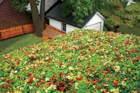 a green roof covered with succulents