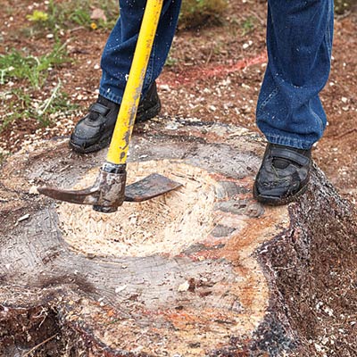 chopping a tree stump 